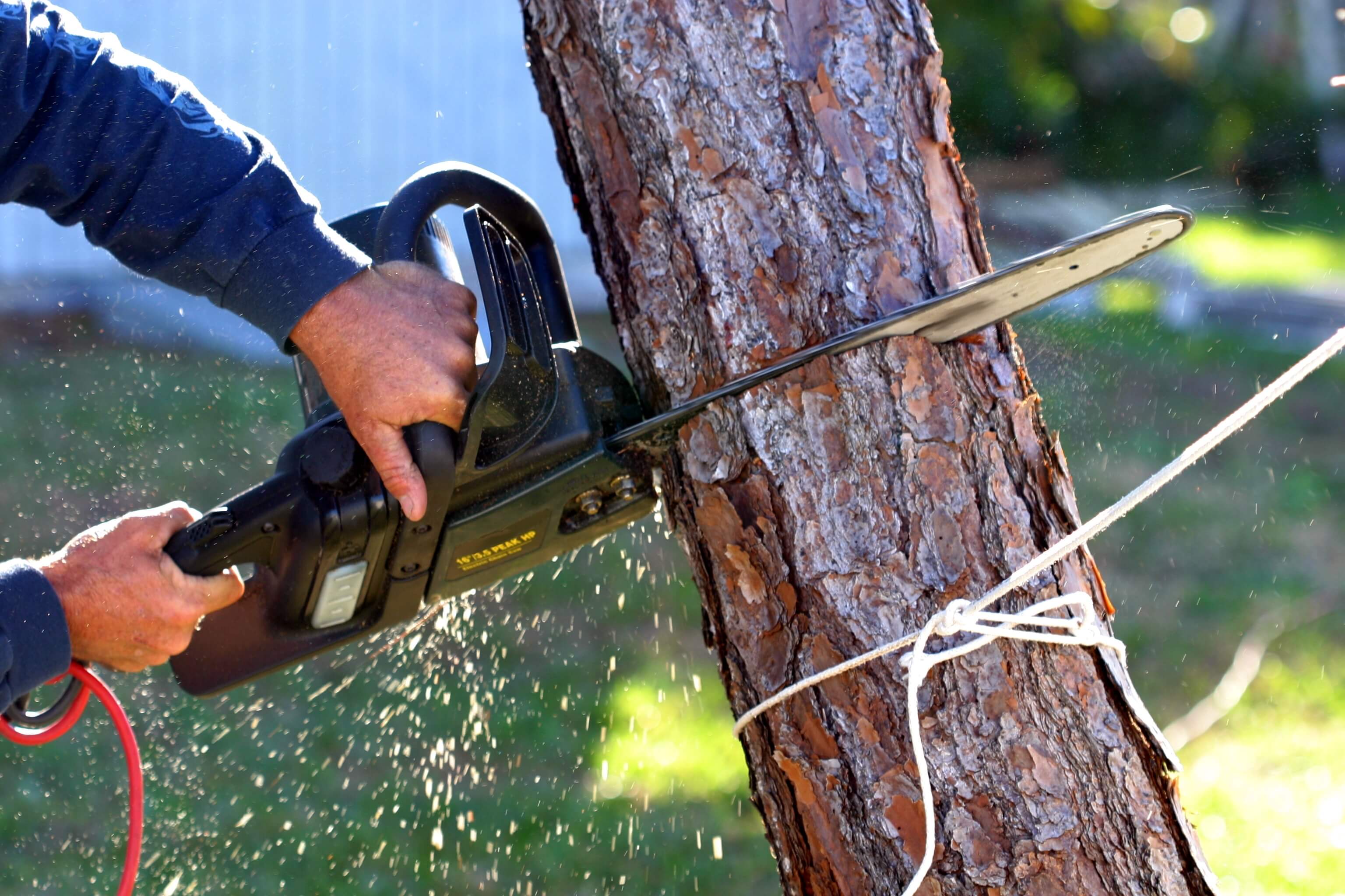 tree cutters Auckland