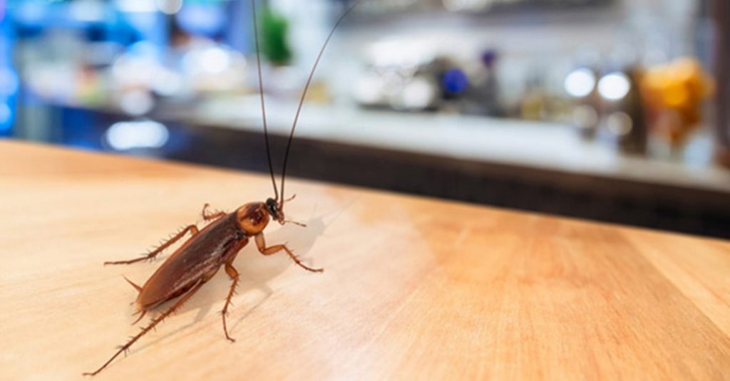 Benefits of Hiring the Services of Professional Pest Control