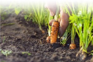 garden fertilizer NZ