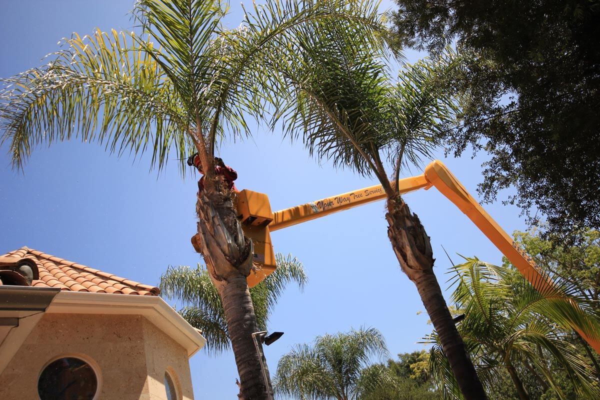 Palm Tree Removal Gold Coast | Best Tree Removal Gold Coast 2021