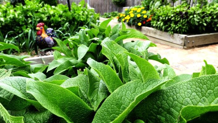 organic fertilizer NZ