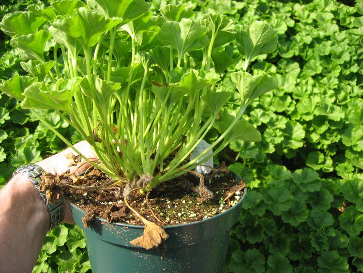Revamp Your Garden With Organic Fertilizer NZ