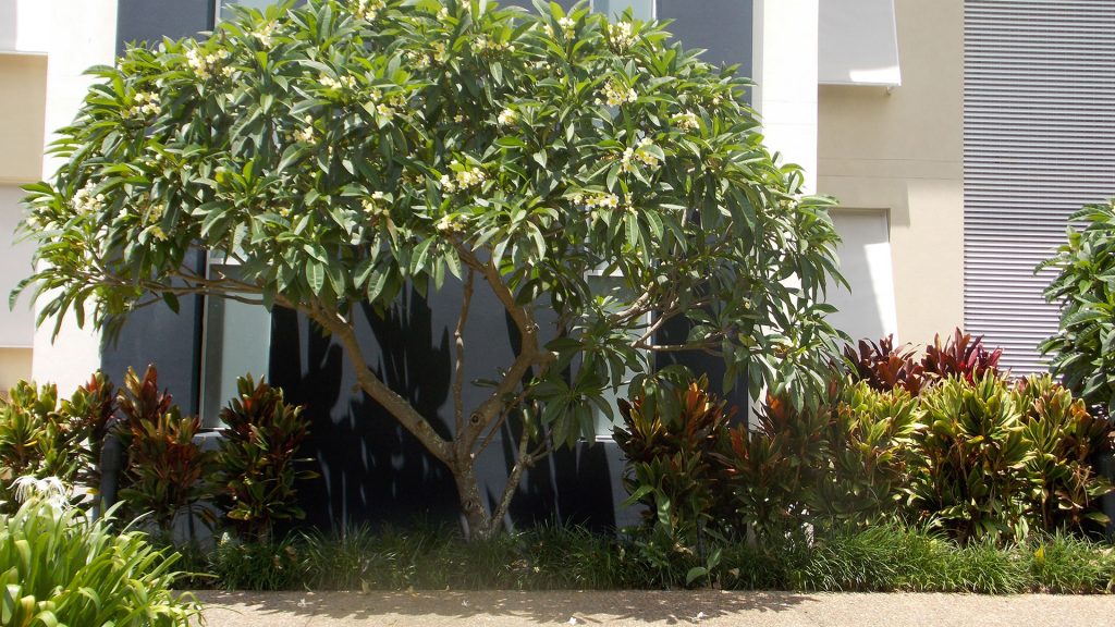 Tree relocation Logan