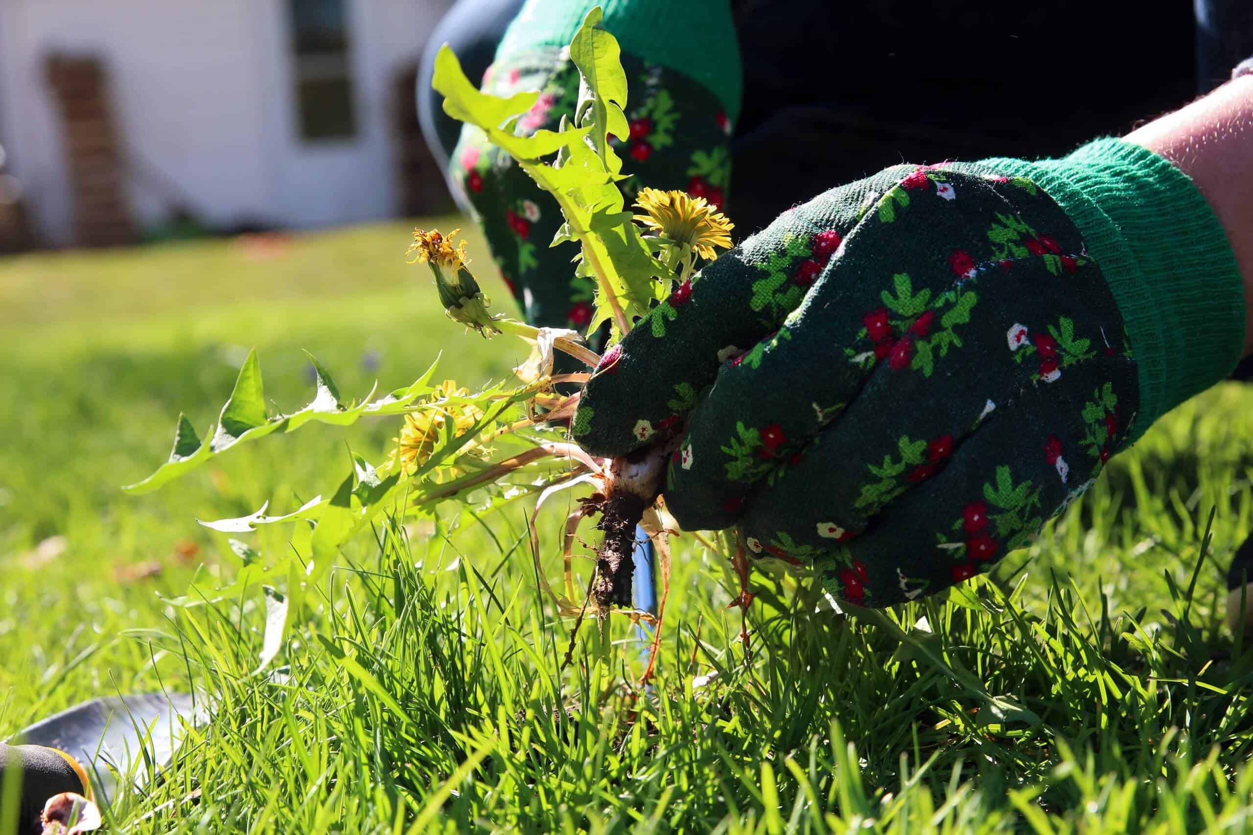 What Are The Benefits Of Getting Weed Control Logan Services?
