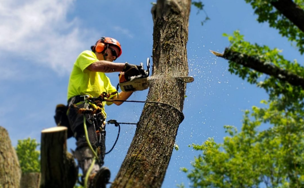 expert tree services