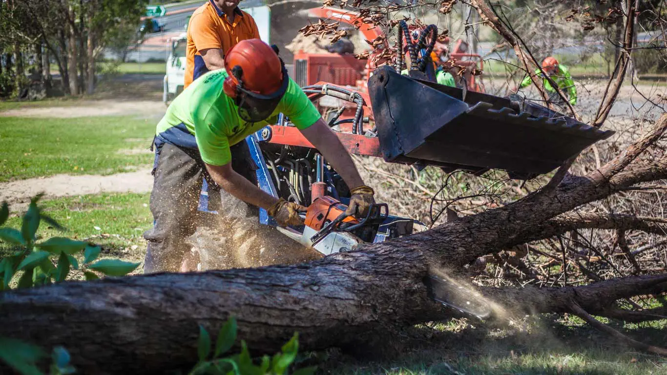 Why Are Tree Removal Brisbane Services Important?
