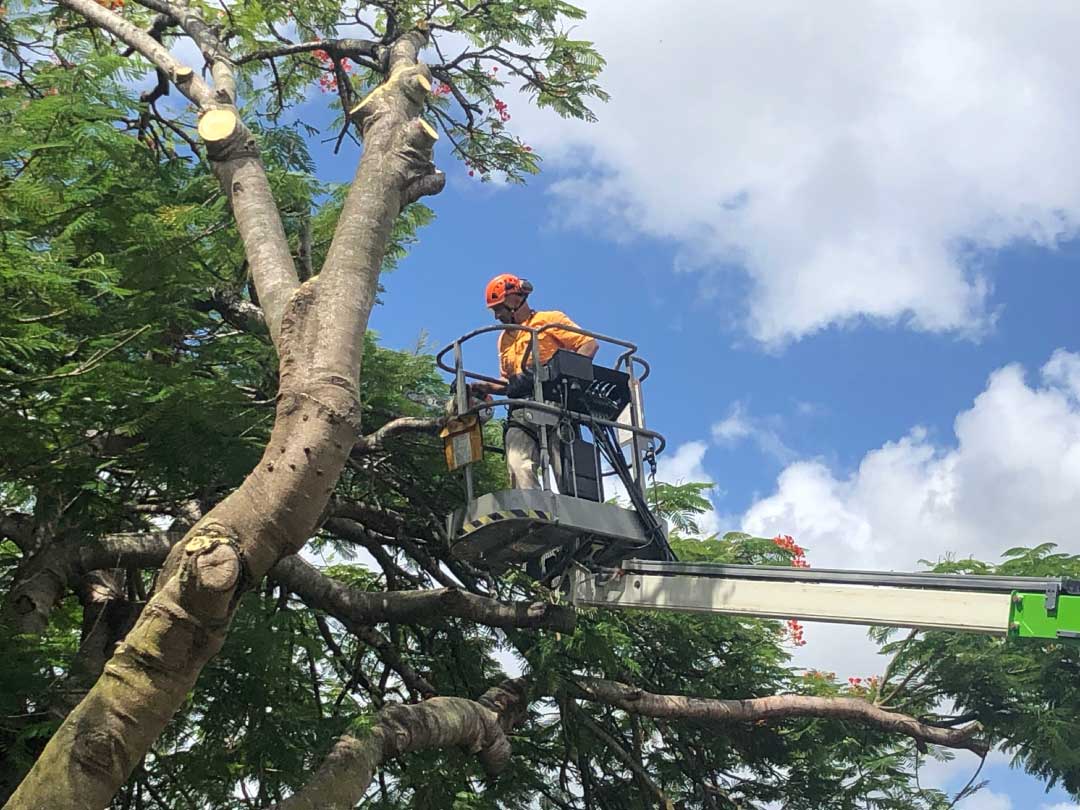 tree removal Brisbane