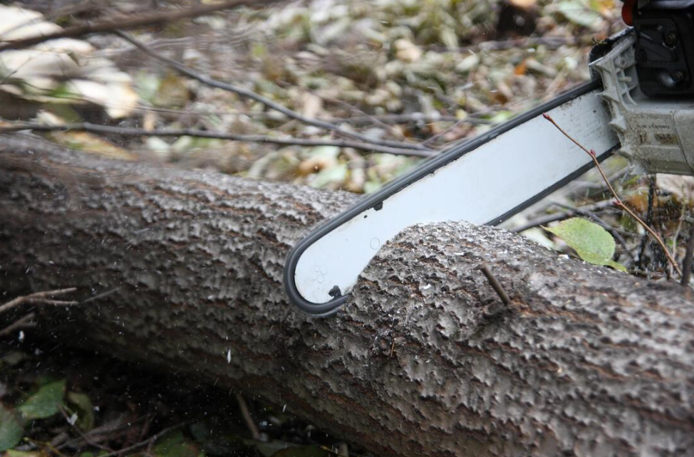 Advanced Techniques Used By Gold Coast Tree Lopper