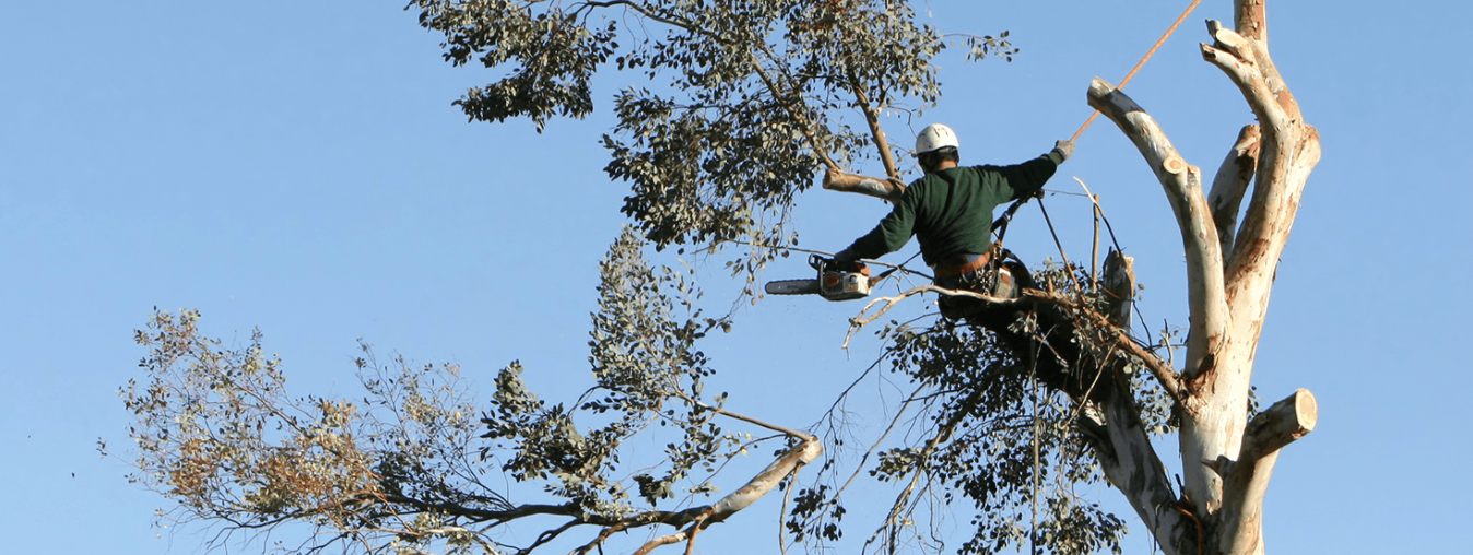 Tree removal Auckland