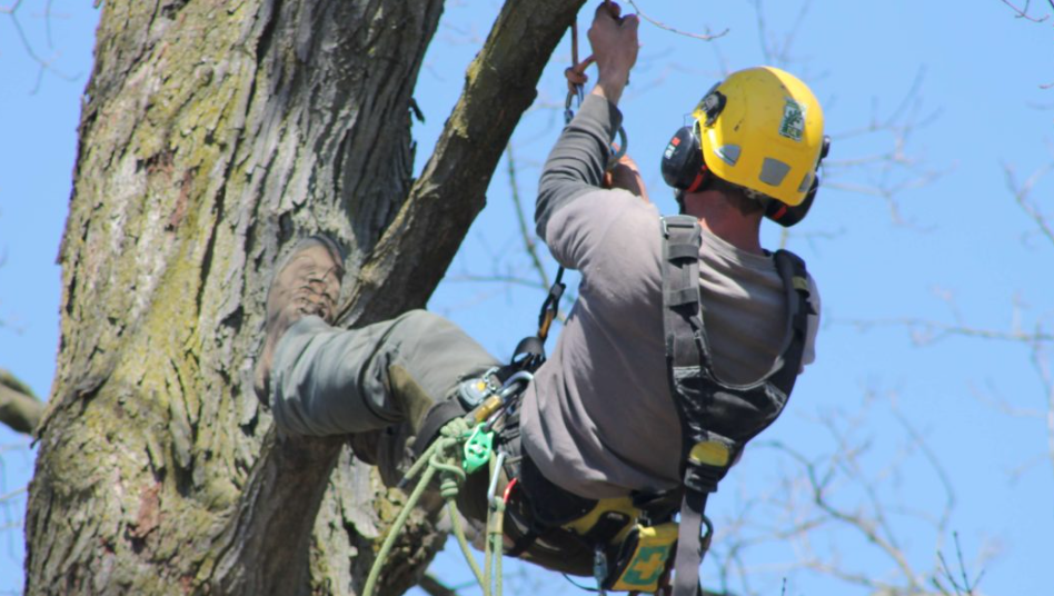 arborist in Campbelltown