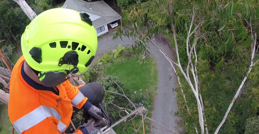 arborist in Campbelltown