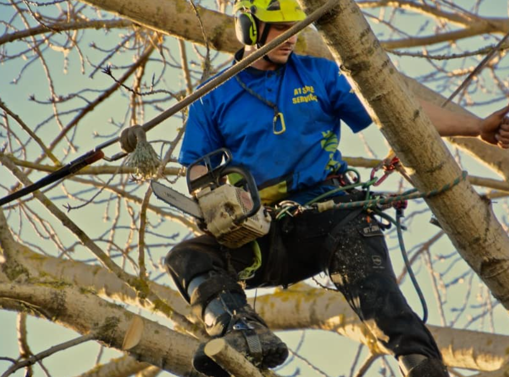 arborist in North Shore