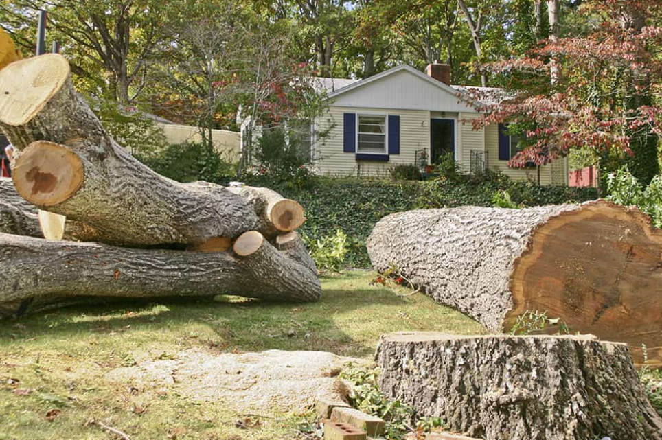 tree cutting in Auckland 