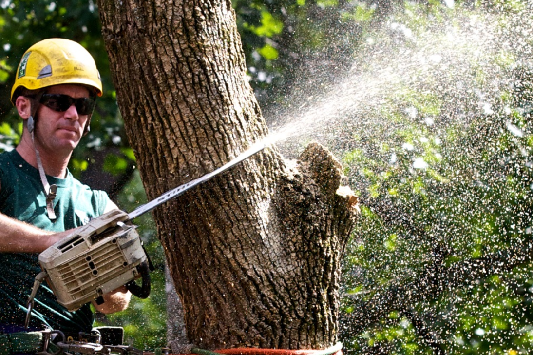 How To Choose An Arborist Brisbane?