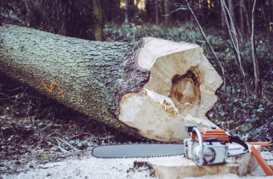 How To Get Assistance From Tree Removal Gold Coast?