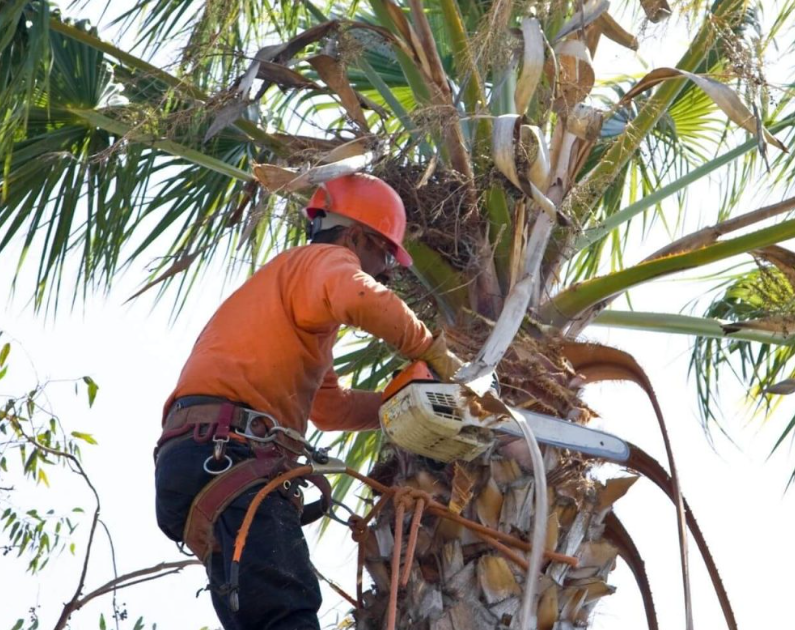 Tree Removal Gold Coast
