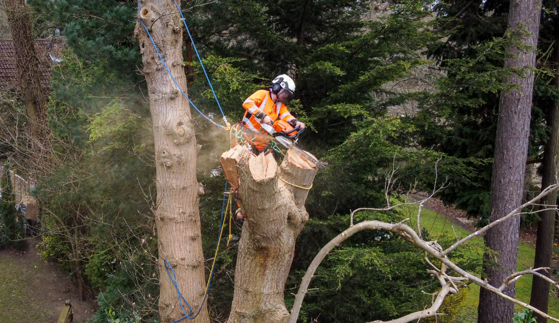 The Ultimate Benefits Of Choosing Arboriculture Services For Your Home Garden
