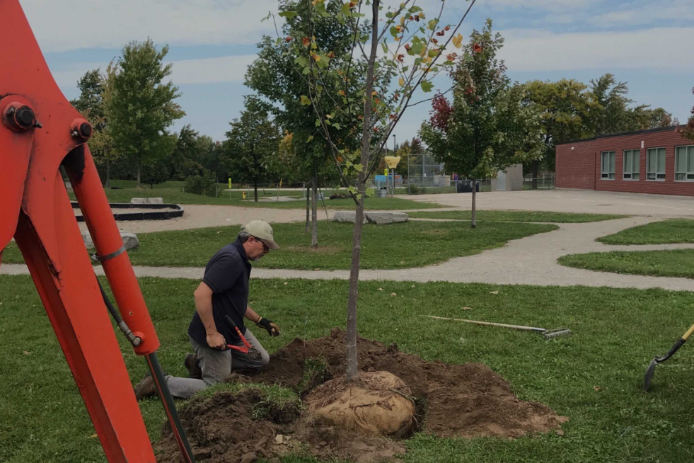 Arboriculture services