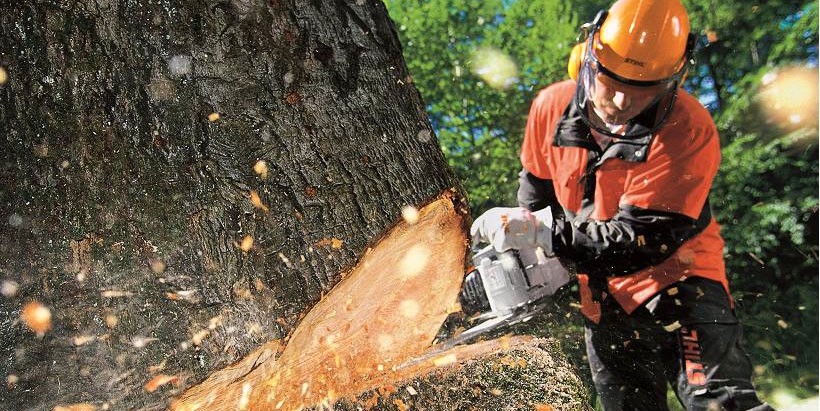tree felling service