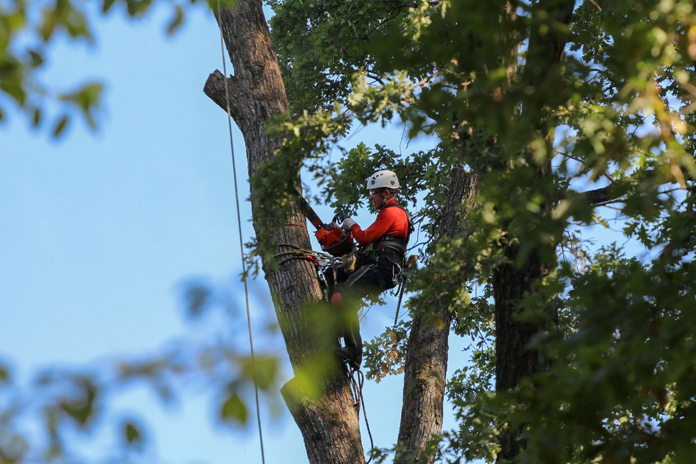 tree services in Tauranga