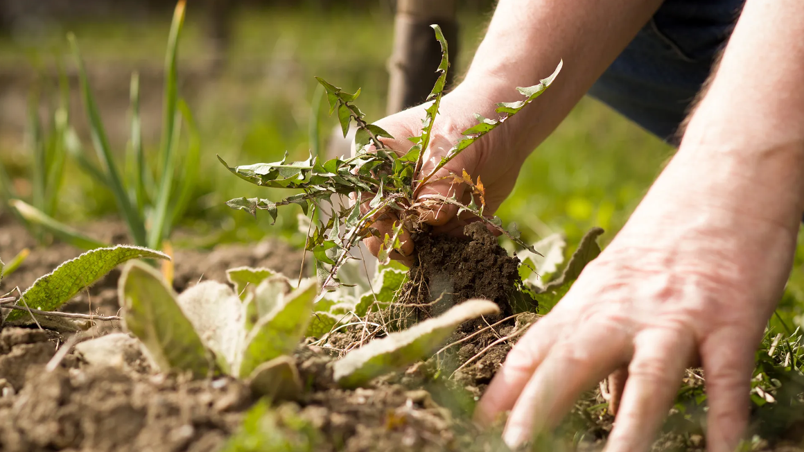 weed control in Logan