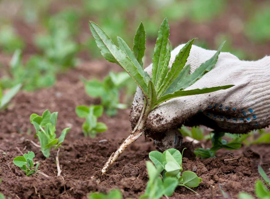 Factors To Consider While Hiring Weed Control Logan