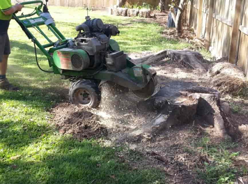 Stump grinding in Gold Coast