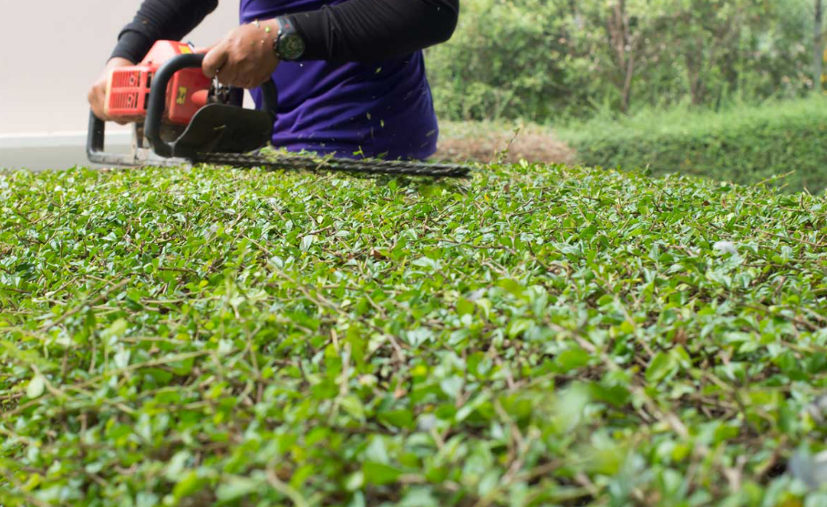 The Top 5 Benefits of Hedge Trimming