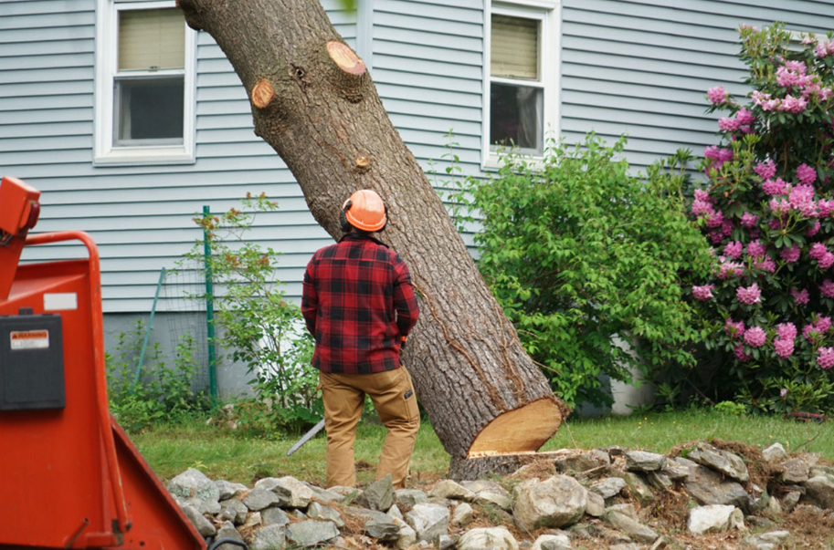 6 Biggest Misconceptions About Total Tree Removal, Debunked