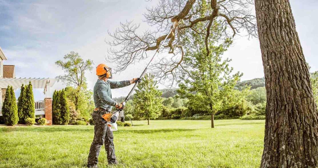 tree services in Sutherland Shine