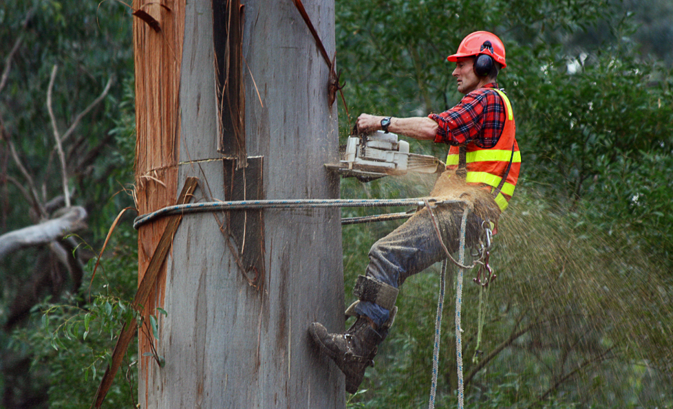 Tree Arborists Near Me: Routine, Long-Term Care For Trees