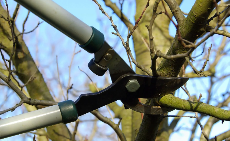 The Significance Of Tree Pruning Auckland For Tree Growth