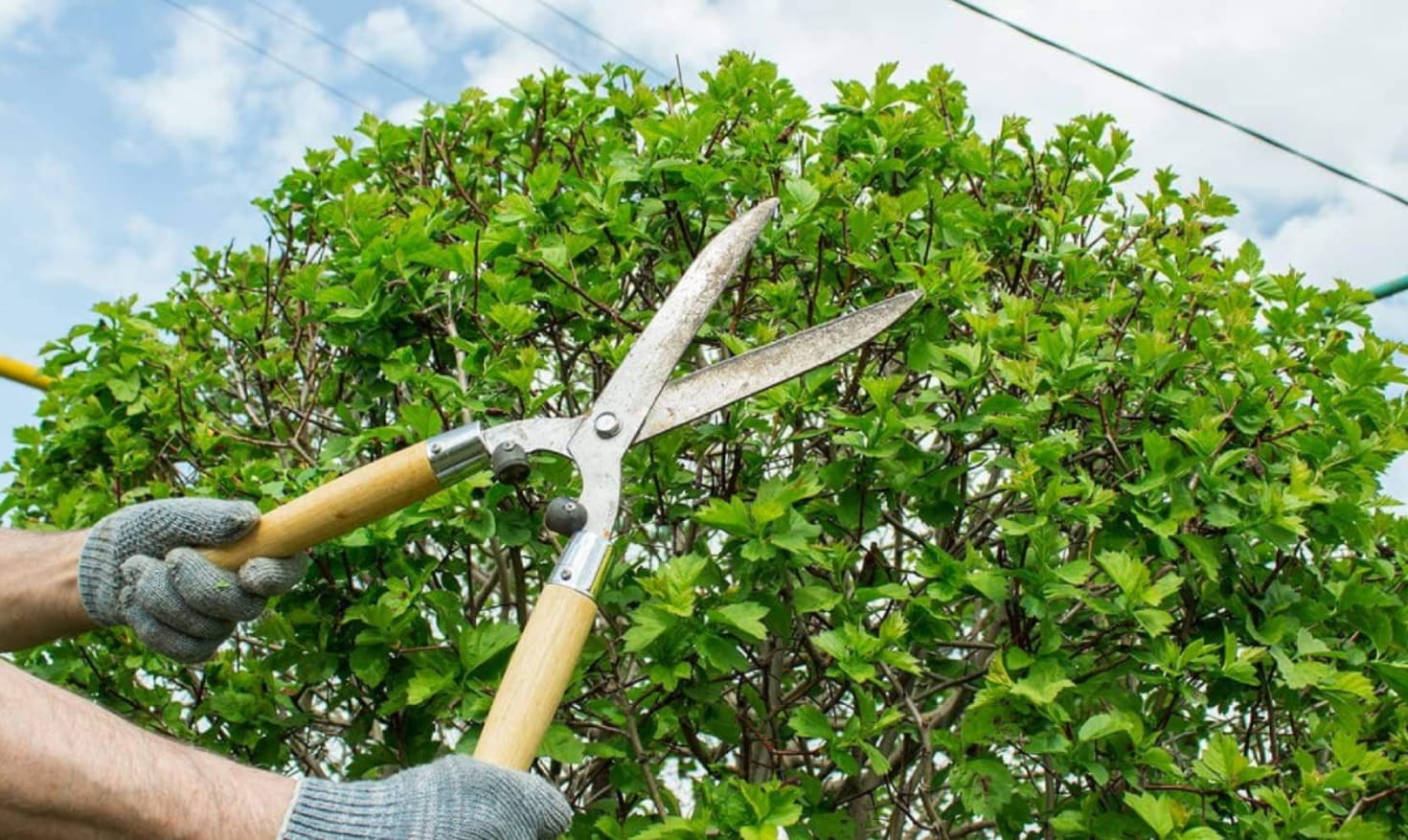 Why Regular Tree Pruning on North Shore is Essential for a Healthy Garden