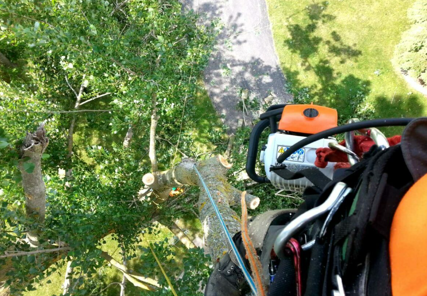 Key Reasons To Hire Tree Felling Services