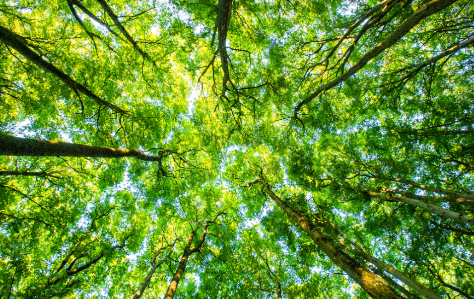 tree lopping in Northern Rivers