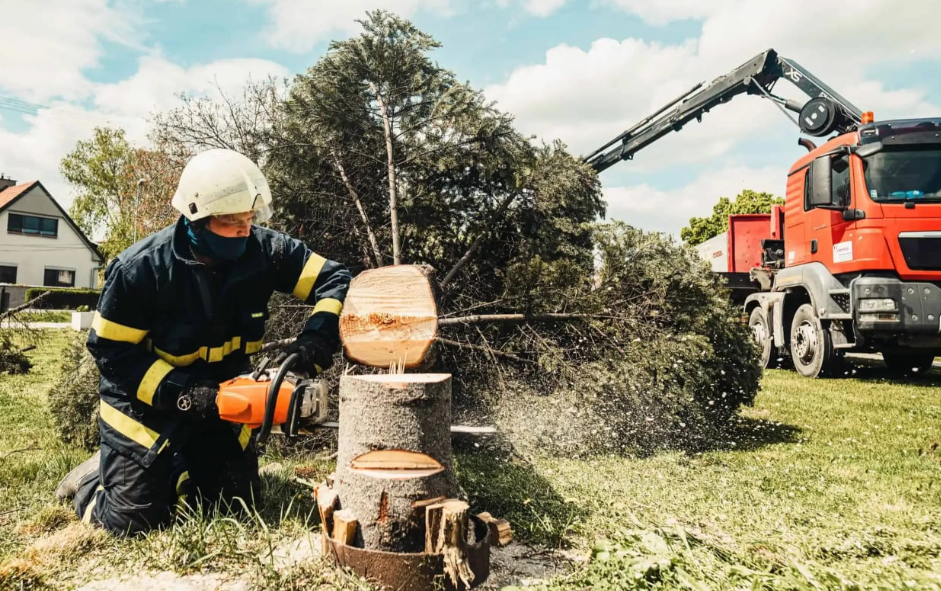 tree removal in Tauranga