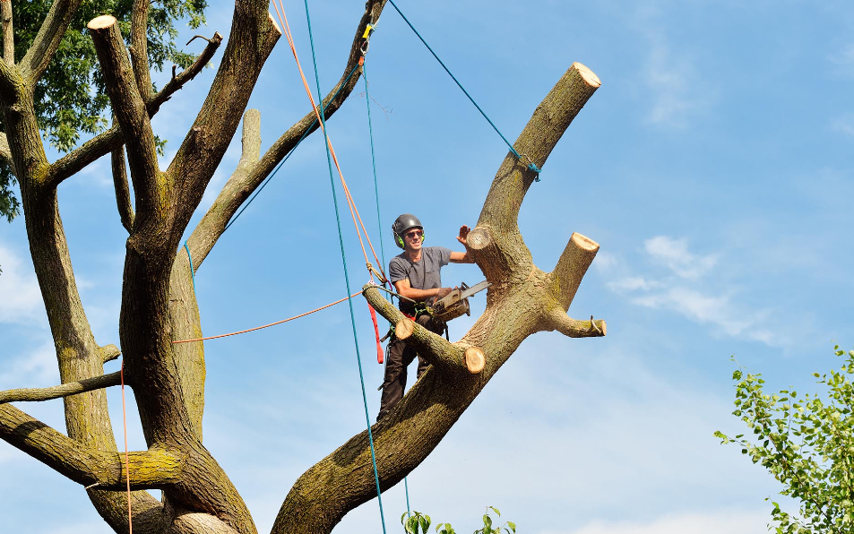 Tree Removal in Tauranga: The Benefits of Expert Assessment tree removal