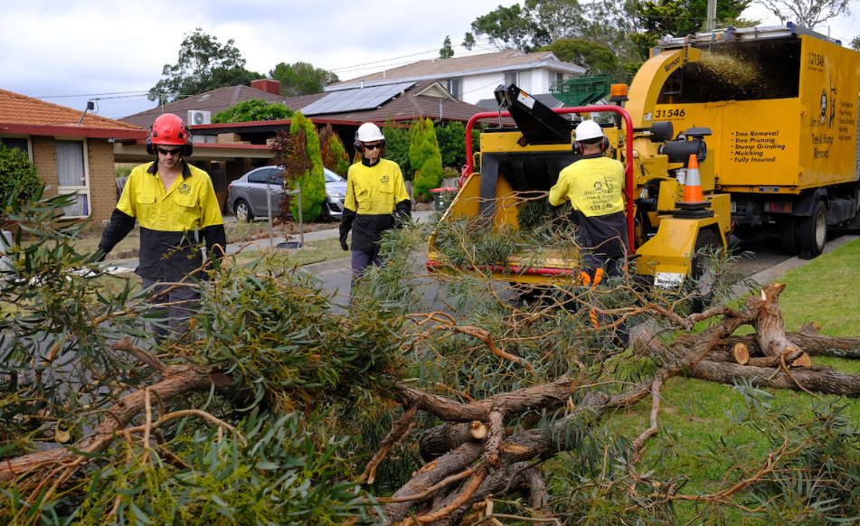 Keeping Landscape Maintenance: Stump Grinding on the Gold Coast