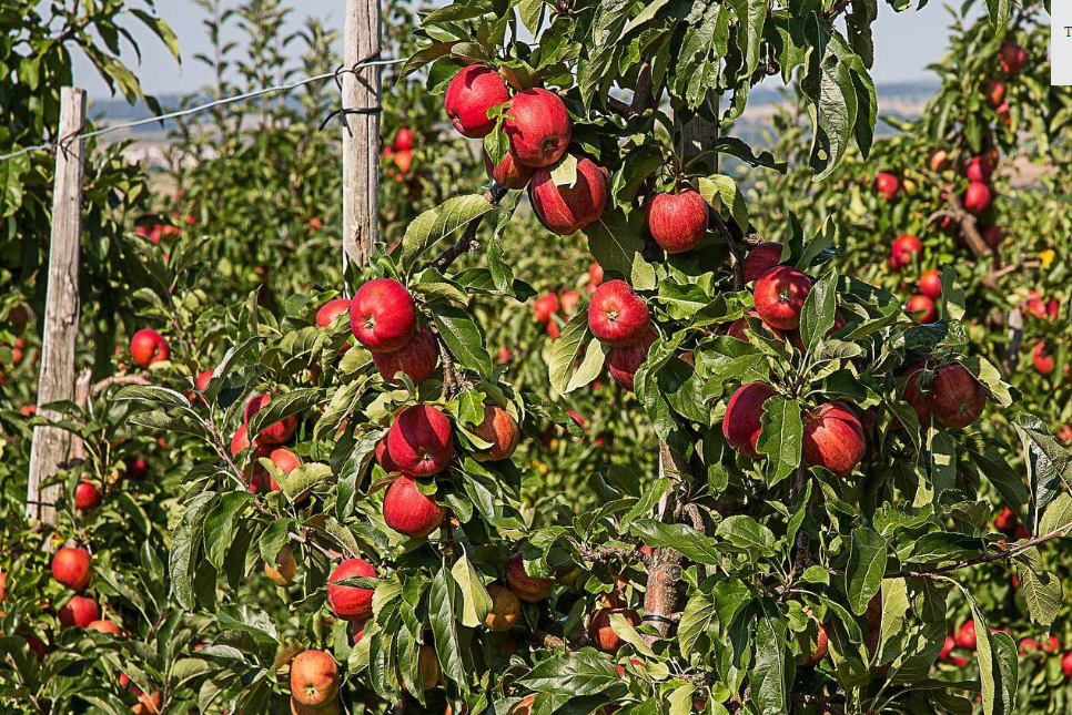 Harnessing Power of Netting for Orchard Protection