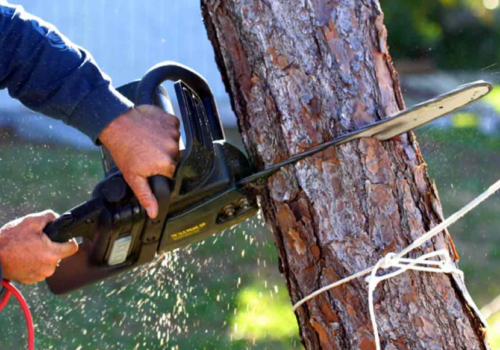 When is the Right Time to Hire tree removal in kyneton