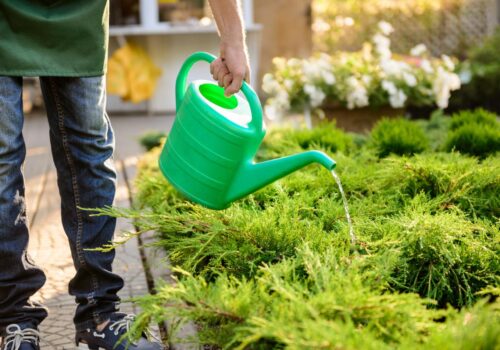 Why Lawn Maintenance Is More Than Just Mowing